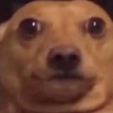 Thread 40505745 OP Image