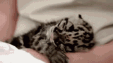 baby-leopard-cuddle