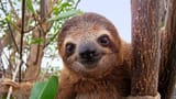 sloth4_full