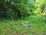 trees and rocks