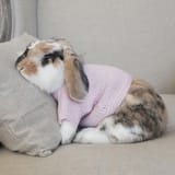 sleepy sweater bunny