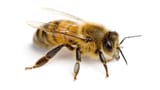 conservation-efforts-bee-populations-plant-animal-species-1768461078