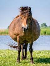 pregnant-mare-2097574930