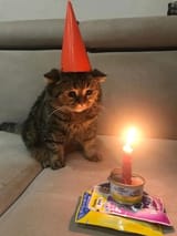 kittyday
