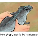 Cute_Acro