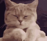 catiero