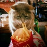 goofykittycats_6a65aa850dec4f749f9de62adc3a31aa