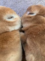 F3LPvgvbYAAbdOo