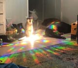 catrainbow