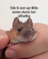 1743926768826899