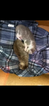 IStoleTheseCats