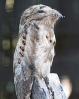 proxy-image