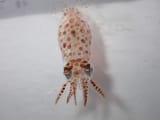 Lolliguncula brevis