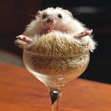 Hedgehog-In-Cocktail-Glass