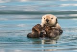 otter