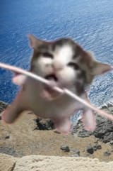Thread 40590544 OP Image