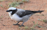 Southern_White-crowned_Shrike,_E
