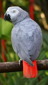 African-grey-parrot-