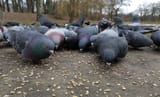 pigeons