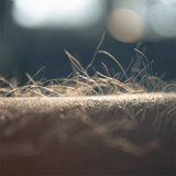 goosebumps-voyagers