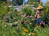 flower garden