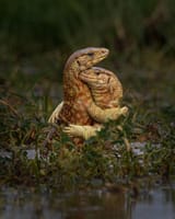 lizards hugging (definitely not fighting