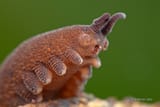 velvet_worm_says______give_me_a_hug__by_melvynyeo-d6gkcrb