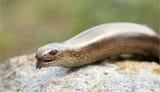 slowworm
