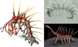 hallucigenia