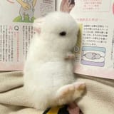 poops on u