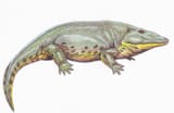 eryops1db