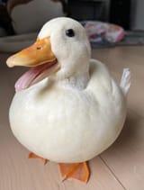 Gb5ZXzubwAEuB92