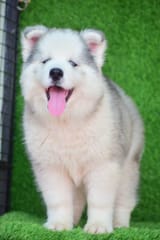 husky-pune-pph6