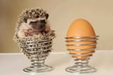 African-pygmy-hedgehog-008