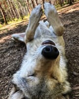 play dead