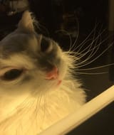 schmevil