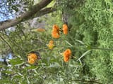 IMG_5918