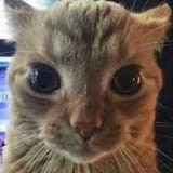 Thread 40621618 OP Image