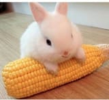 Love some bunny!