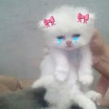 🎀🐈_⬛😿