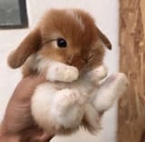 🐇🐇🐇