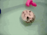 hedgehog-floating