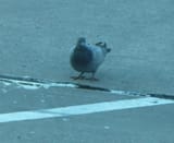 pigeon