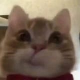 49398y