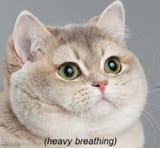 heavy breathing cat