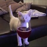 alcohol cat