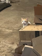 kitty