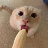 Cat Obsessed With Bananas Is Going Viral For How Inappropriate His Pics Look