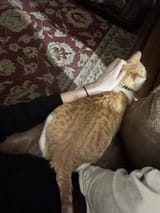 kittycat