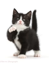 48955-Black-and-white-kitten-pointing-with-a-paw-white-background